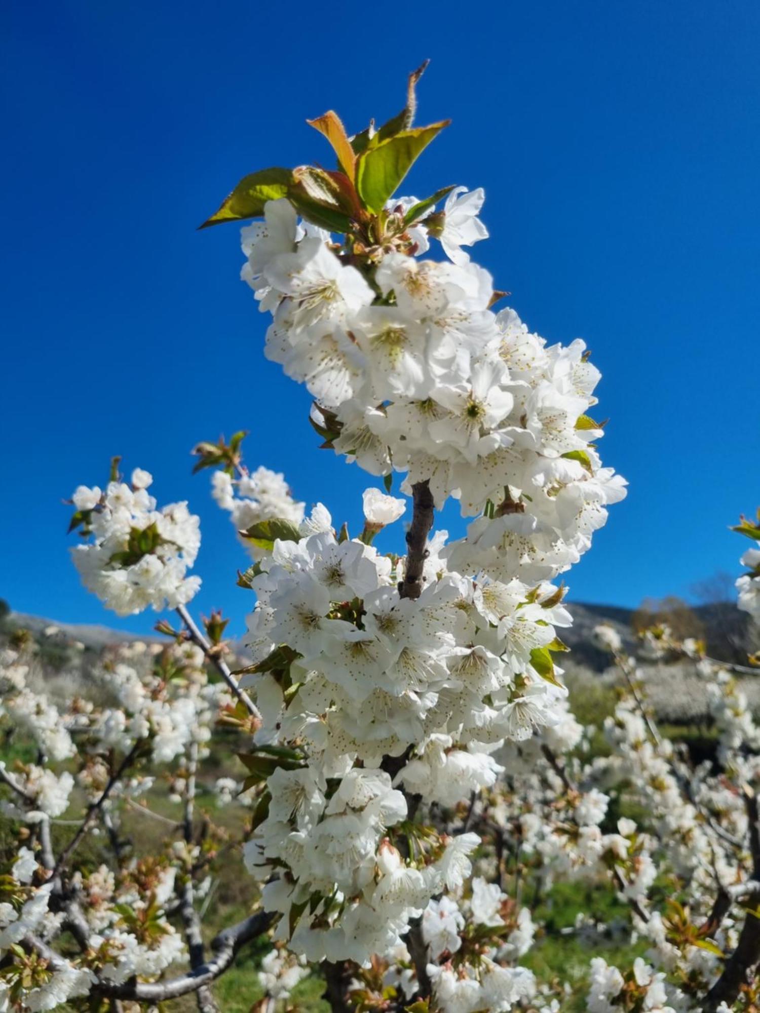 Albareilla By #Cherrygredos El Arenal  Exterior photo